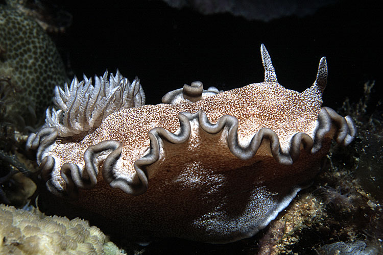 Glossodoris hikuerensis